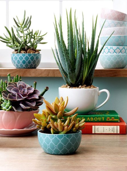 Adoro Arquitetura_Lulu Andrade_Suculentas_02
