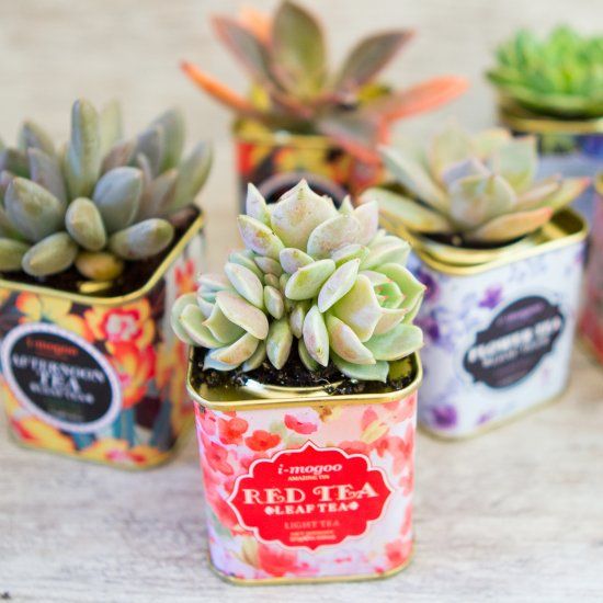 Adoro Arquitetura_Lulu Andrade_Suculentas_03